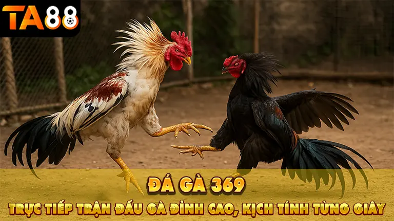Đá Gà 369