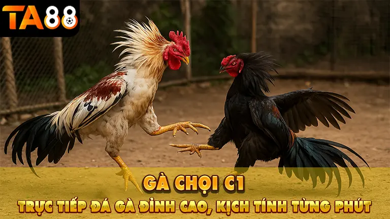 gà chọi c1 1 Gà Chọi C1