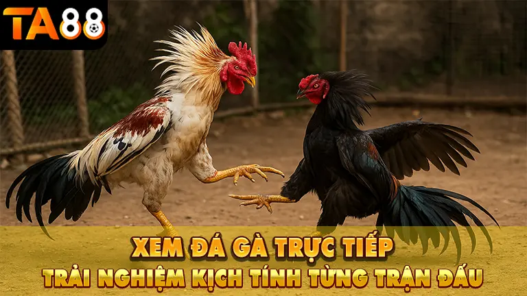 xem đá gà trực tiếp 1 Xem Đá Gà Trực Tiếp